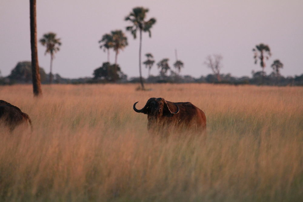 Готель The Hide Safari Camp Dete Екстер'єр фото